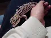 けびんと申します