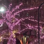 サトウ26の画像