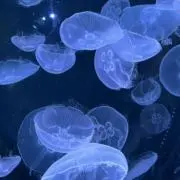 そらまめの画像
