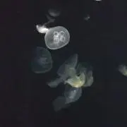 けろ☆