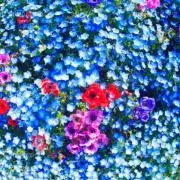 Hihahiの画像