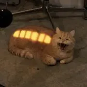 チョウタコタコの画像