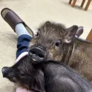 Yasuの画像