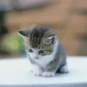 まこはーんの画像