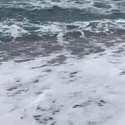 ふーの画像