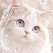Ａの画像
