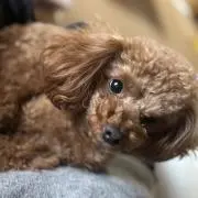 ゆとり