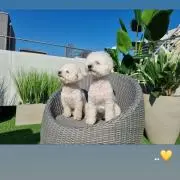 chaの画像