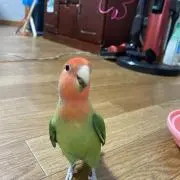 ピーちゃんの画像