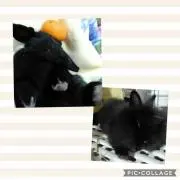 ココれお