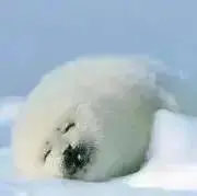 アザラシ　プロフ確認して下さい