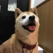 おちゃ