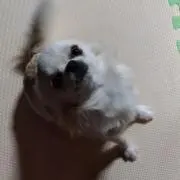 オイドの画像