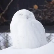tamaの画像
