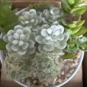 キョウちゃんの画像