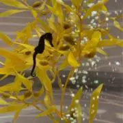 ゆかの画像