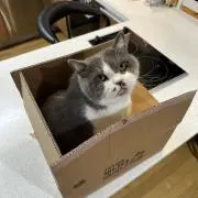 サトウ