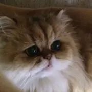 momoの画像
