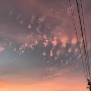 はなはなの画像