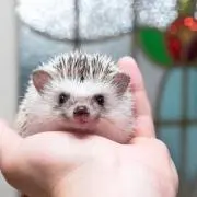 ハリーの画像