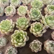 ここゆず発送は週末、月曜日
