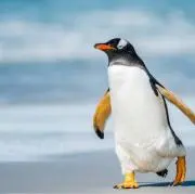やのっちの画像