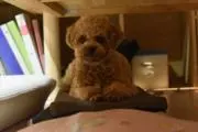 りあパパの画像