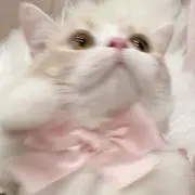 あいすの画像