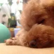 cochoの画像