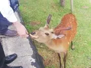 もっぷーの画像