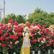 明太子の画像