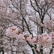 やんの画像
