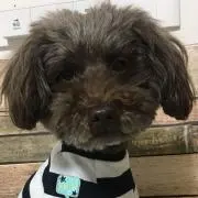 ポッチーの画像