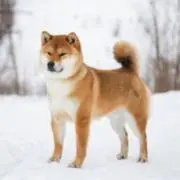 レッコの画像