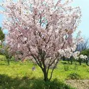 RIKO
