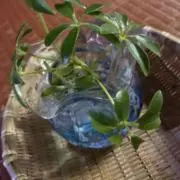 まつさんの画像