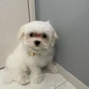 琥珀の画像