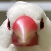 バードラッシュの画像