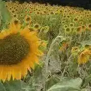 愉快な森の画像