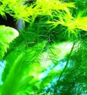 どらいあど☆の画像