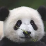 Panda2017の画像