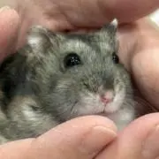 リーフイ