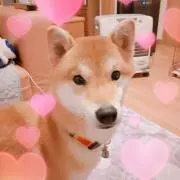 りくまの画像