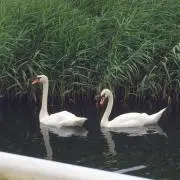 Karenの画像
