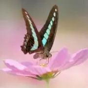 ミモザ(⁠*⁠˘⁠︶⁠˘⁠*⁠)⁠.⁠。の画像