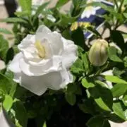 kumoa６１３の画像