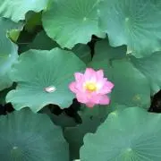 .toricoの画像
