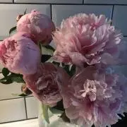 peony☺︎の画像