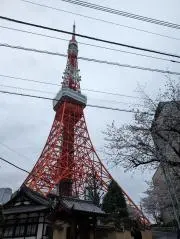 まだかちゃんの画像