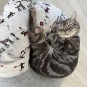 くわこ